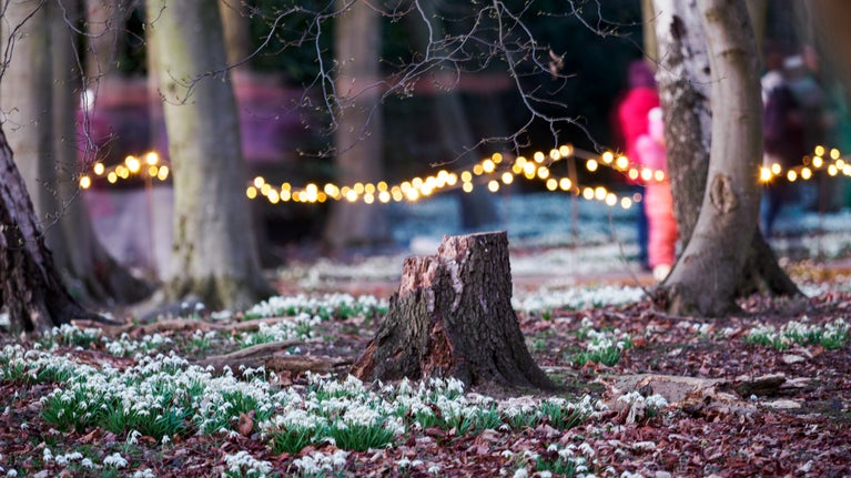 Snowdrops with fairy lights in the background during Snowdrop Evening Walks at Attingham Park, Shropshire